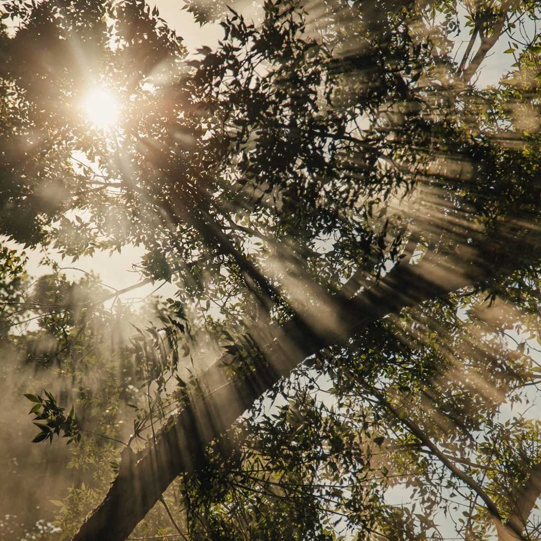 mental metodo fertil